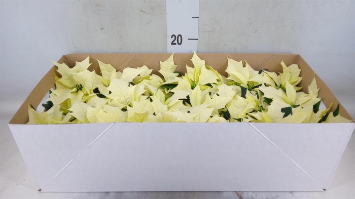 <h4>Euphorbia pulc. 'Alaska'</h4>