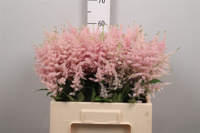 <h4>Astil Ja Europa</h4>