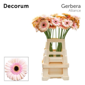 Gerbera Alliance Water x40 Lang