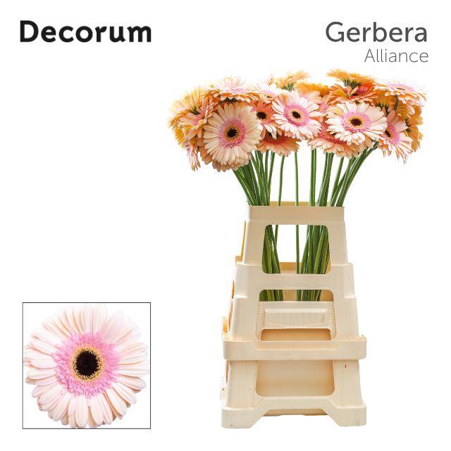 <h4>Gerbera Alliance Water x40 Lang</h4>
