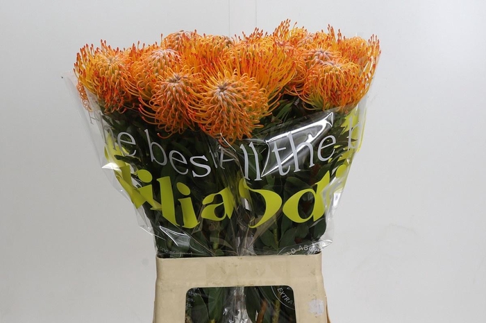 <h4>LEUCO AYOBA SUN</h4>