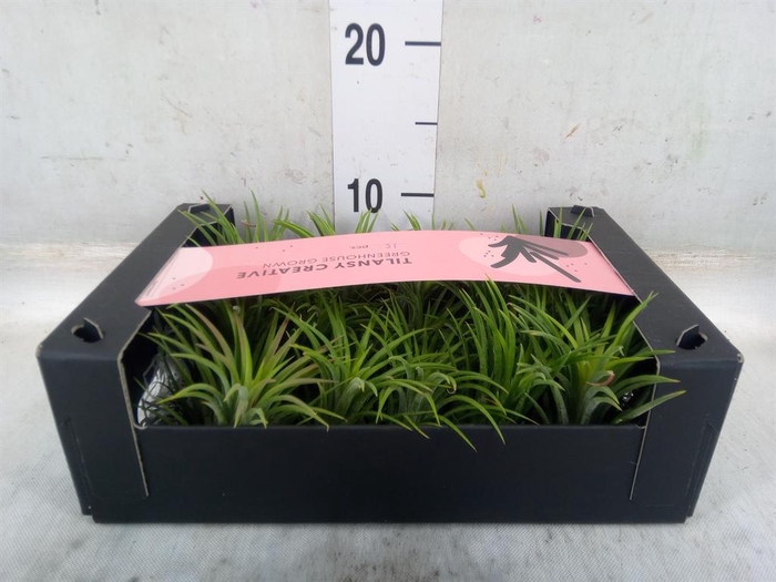 <h4>Tillandsia ionantha</h4>