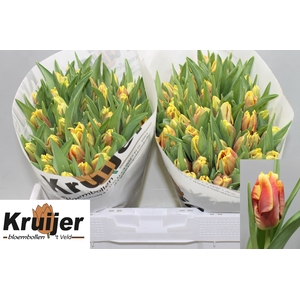 TU PA DEE JAY PARROT