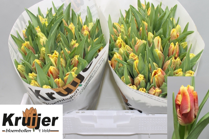 <h4>TU PA DEE JAY PARROT</h4>