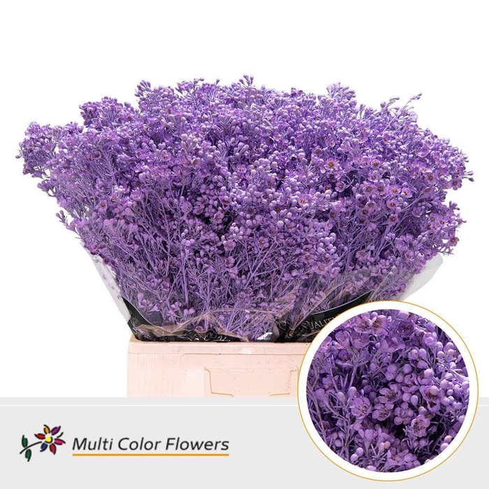 Chamelaucium Colored Wax Milka