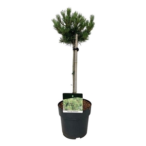 Pinus mugo 'Klostergrün'