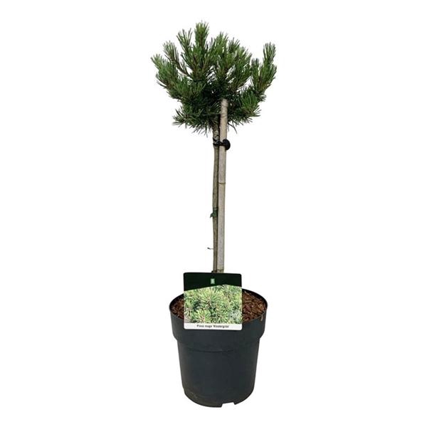 <h4>Pinus mugo 'Klostergrün'</h4>