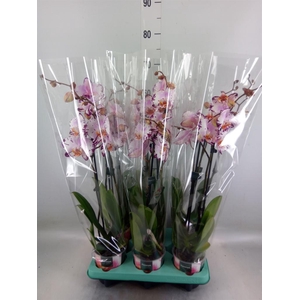 Phalaenopsis   ...