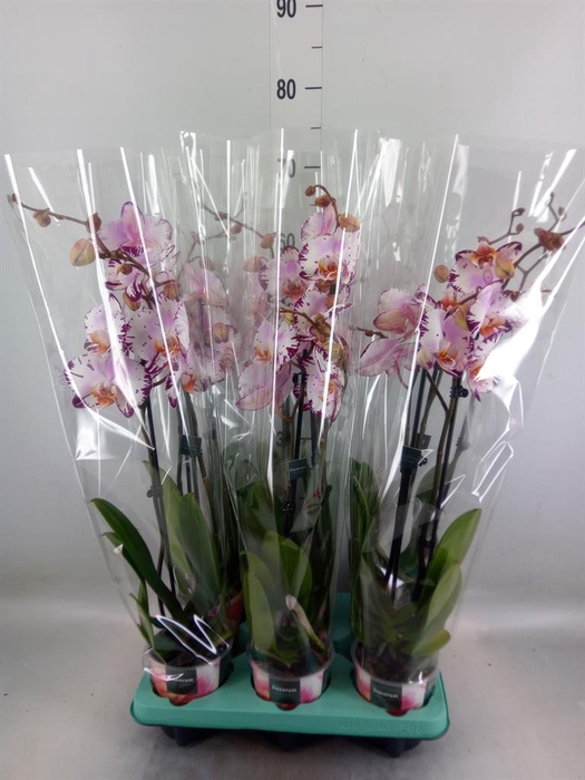 <h4>Phalaenopsis   ...</h4>