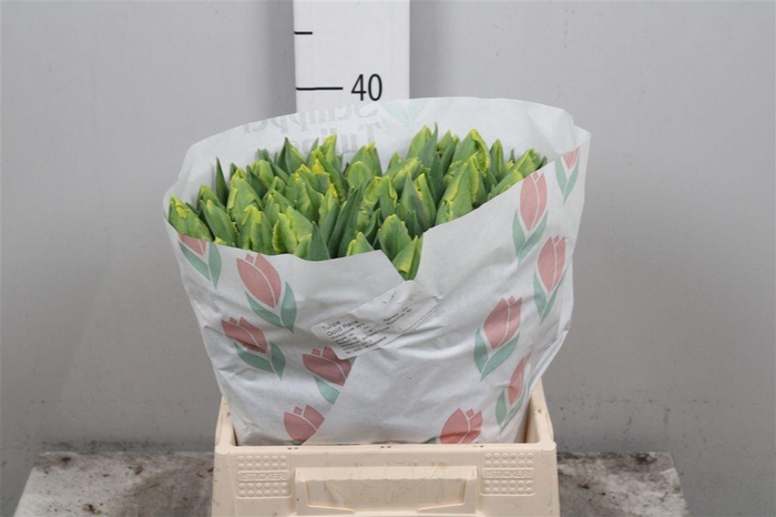 <h4>Tu Pa Yellow</h4>