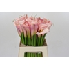 Zantedeschia Eydolls Pink