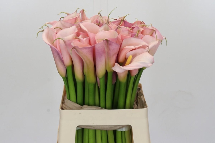 <h4>Zantedeschia Eydolls Pink</h4>