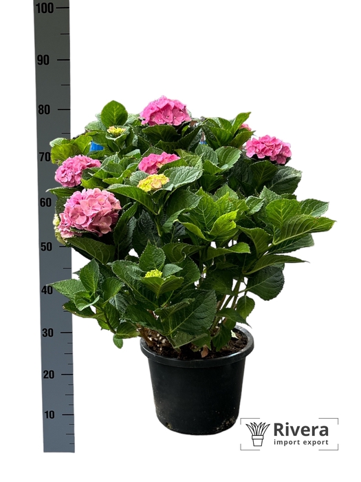 Hydrangea macrophylla 'Rosita'