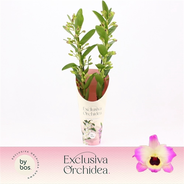<h4>Dendrobium nobile 'Sunny Eyes'</h4>