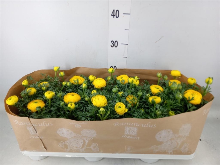 <h4>Ranunculus  'Sprinkles Yellow'</h4>