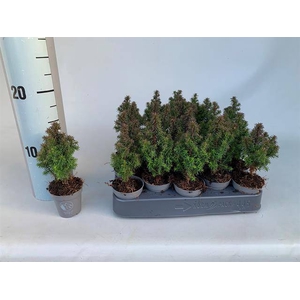 CHAMAECYPARIS THYOIDES ALPICA P5,5