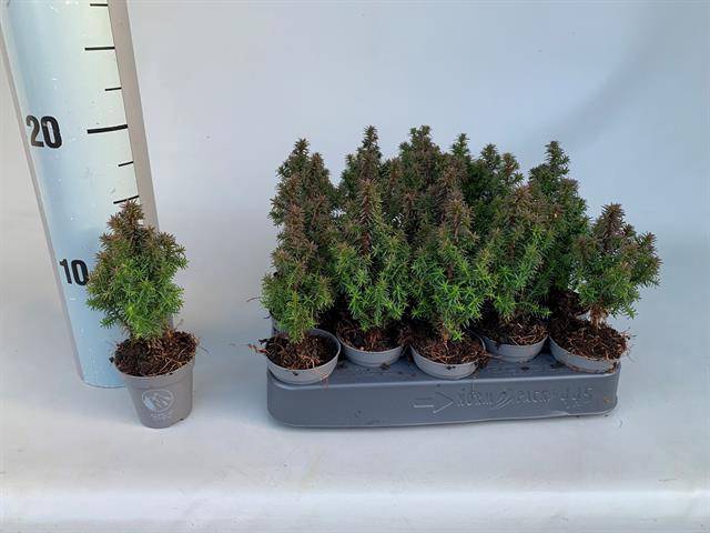 <h4>CHAMAECYPARIS THYOIDES ALPICA P5,5</h4>