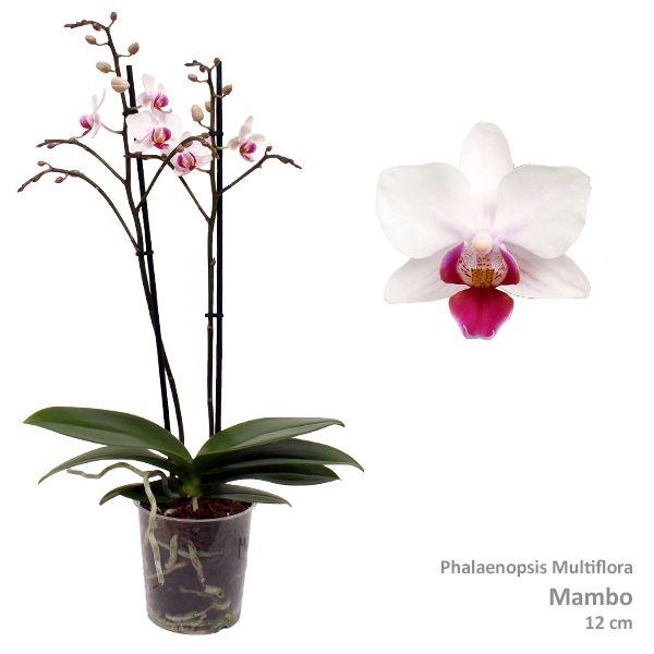 <h4>Phal. Multiflora "Mambo" 2-tak</h4>