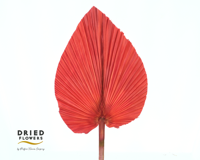Dried Bleached Palmetto Red
