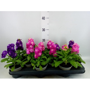 Matthiola incana   ...