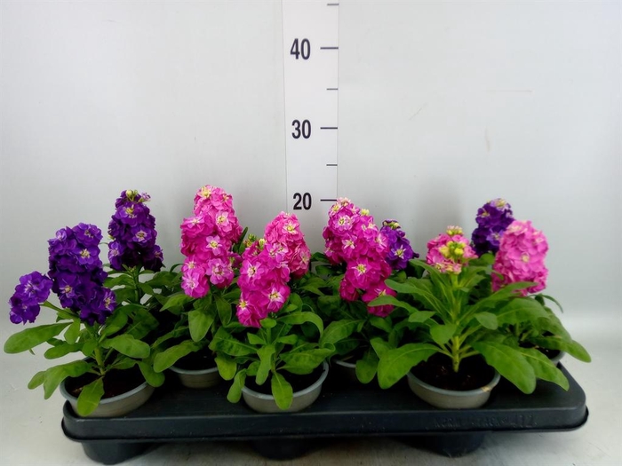 <h4>Matthiola incana   ...</h4>