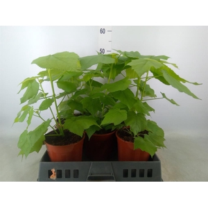 Sparrmannia africana