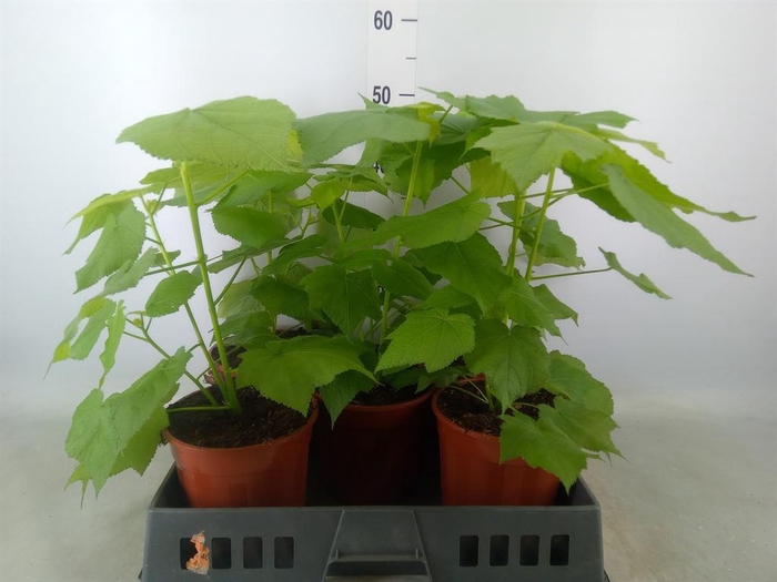 <h4>Sparrmannia africana</h4>