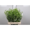 Lunaria Ann Groene P