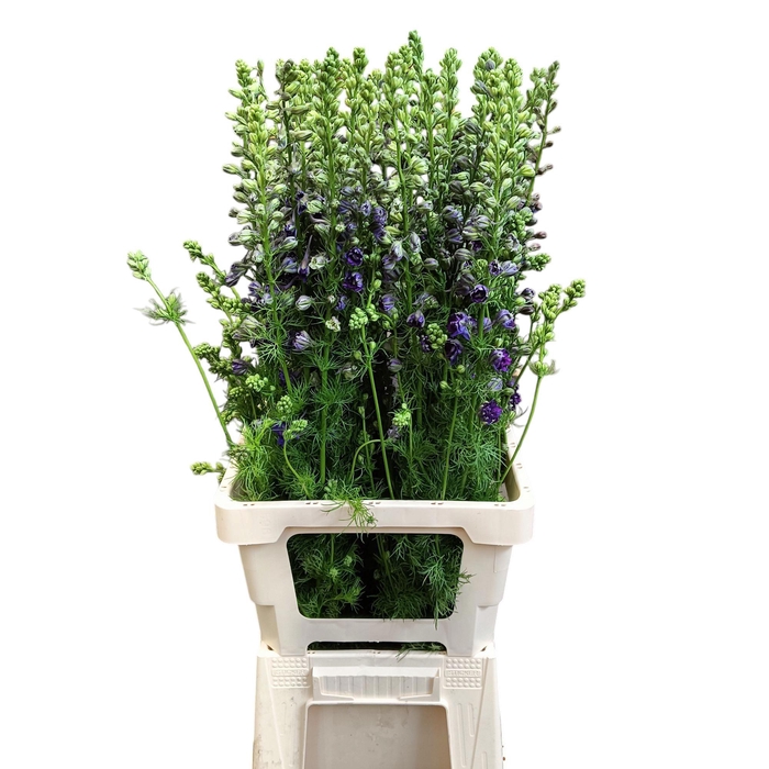 <h4>Consolida blue</h4>