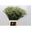 Limonium Pinna Colada