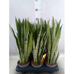 Sansevieria trifa.   ...