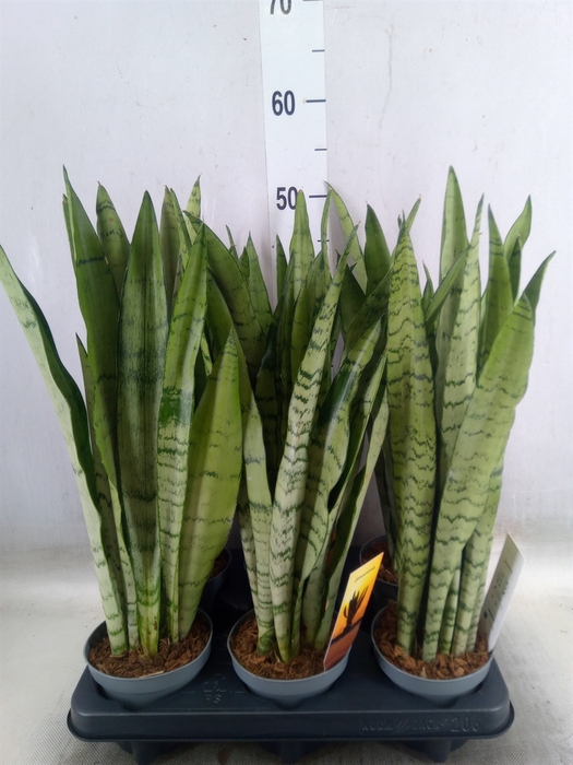 <h4>Sansevieria trifa.   ...</h4>