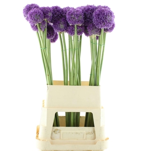 Allium Grootbloemig