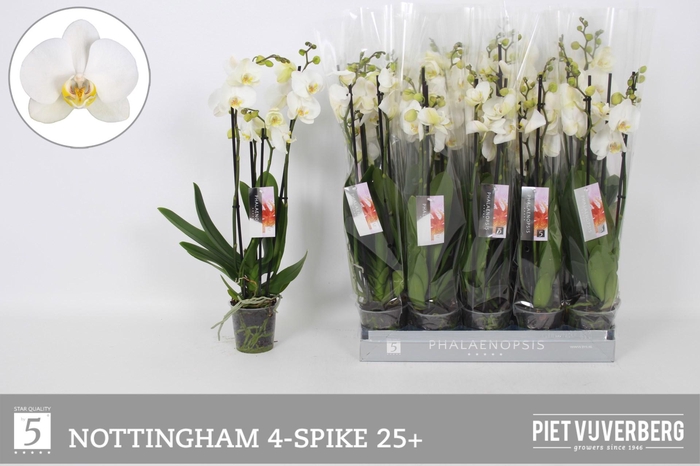 <h4>Phal An Nottingham</h4>