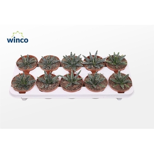 Agave Victoriae-reginae