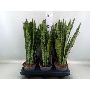 Sansevieria zeylanica