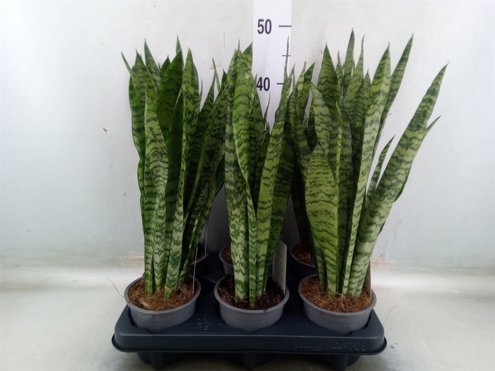 <h4>Sansevieria zeylanica</h4>
