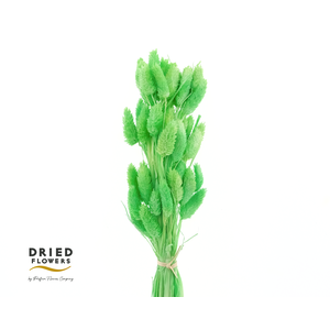 Dried Bleached Phalaris Green