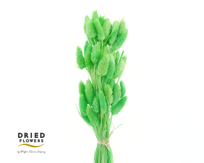 <h4>Dried Bleached Phalaris Green</h4>