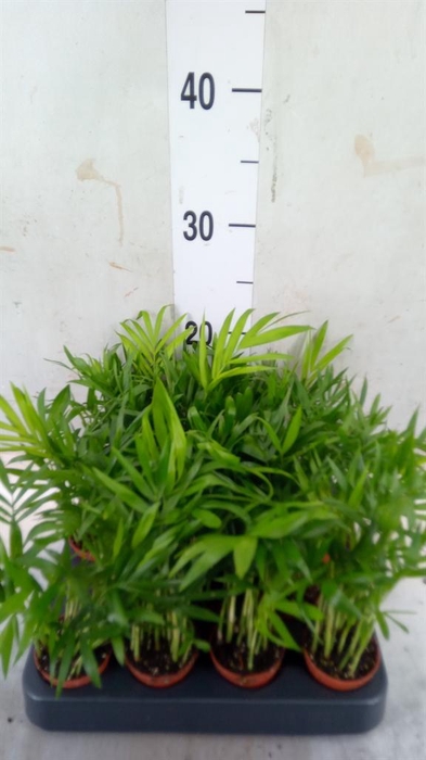 <h4>Chamaedorea elegans</h4>