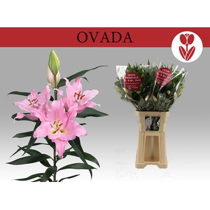 LI OR OVADA