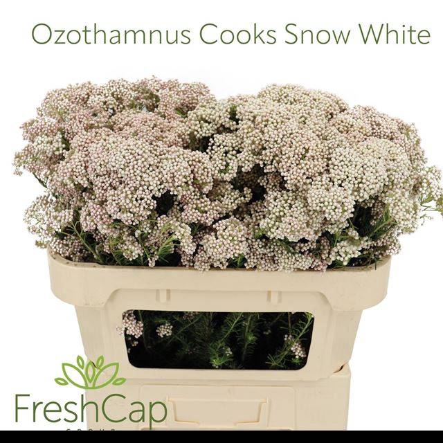 OZOTH COOKS SNOW WHI