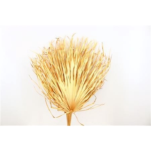 Dried Chamaerops (10tk) Antique Gold Bunch