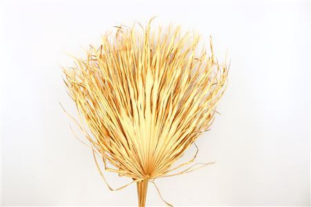 Dried Chamaerops (10tk) Antique Gold Bunch