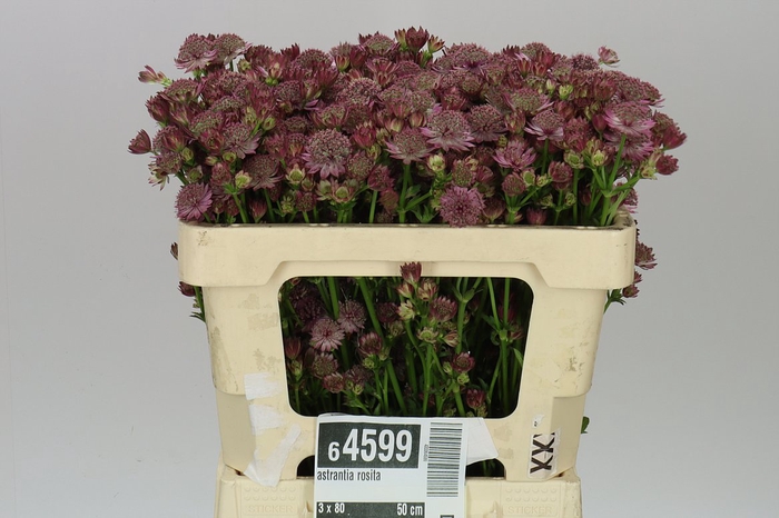 <h4>Astrantia Rosita</h4>