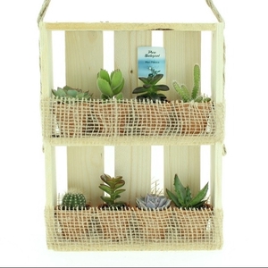 Bio Succulenten mini 224-HANGKIST