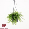 Aeschynanthus Japhrolepis hangpot Beperkt leverbaar
