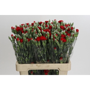 Dianthus Sp Pino