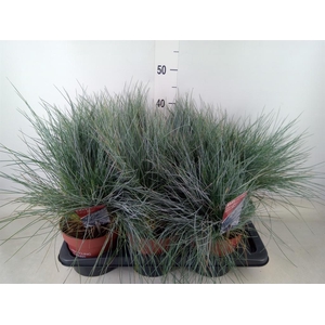 Festuca glauca 'Intens Blue'