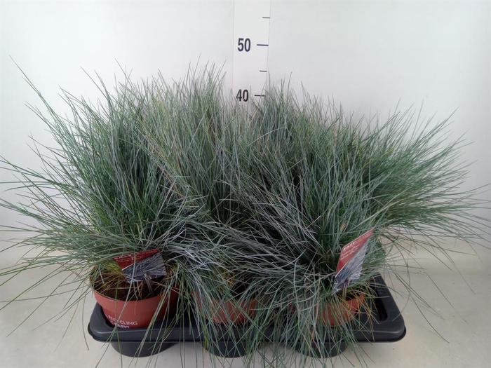 <h4>Festuca glauca 'Intens Blue'</h4>